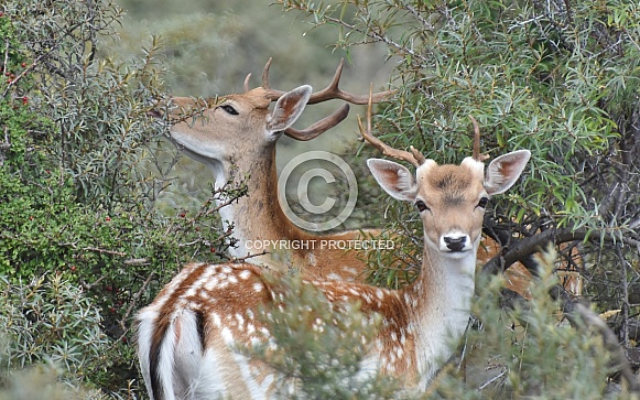 Fallow Deer