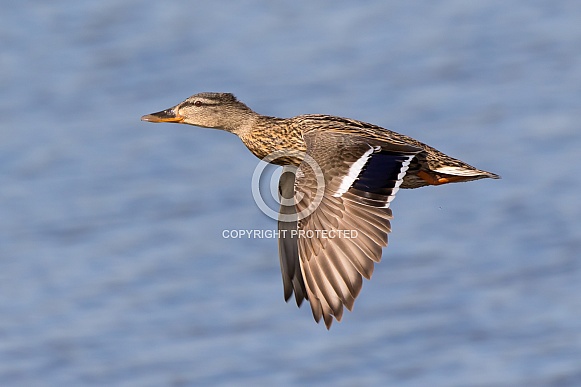Mallard