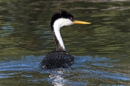 Western Grebe