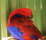 Eclectus Parrot - female