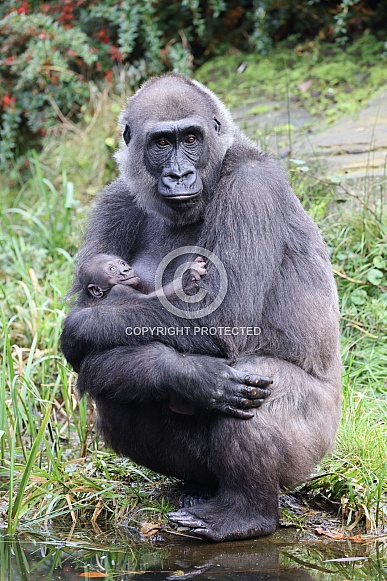 Western Lowland Gorilla (Gorilla Gorilla Gorilla) Western Lowland Gorilla (Gorilla Gorilla Gorilla)