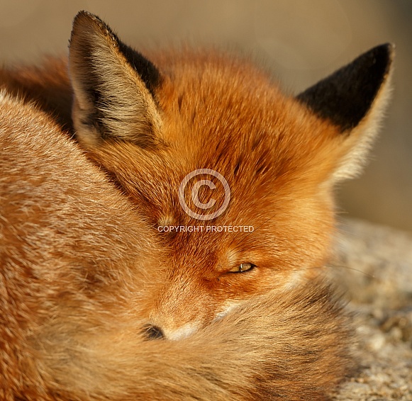 Red fox and cubs Red fox and cubs