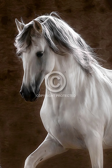 Andalusian Horse--Proud Prancer