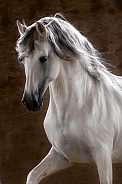 Andalusian Horse--Proud Prancer