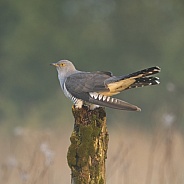 Male Cuckoo