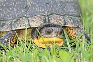 Blanding Turtle