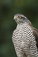 The sparrow-hawk