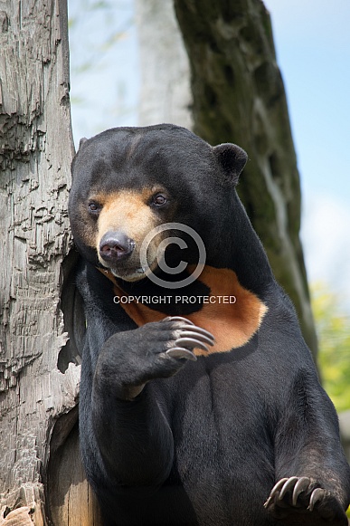 Sun Bear Sun Bear