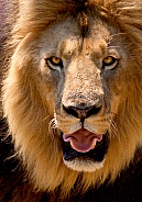 Lion Kruger National Park SA
