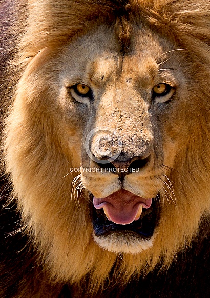 Lion Kruger National Park SA