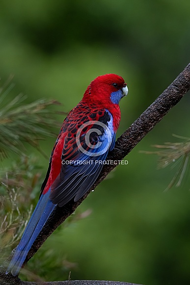 Crimson Rosella