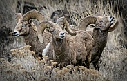 Bighorn Sheep