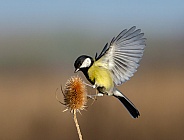 Great tit on a Teasel