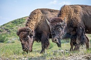 American Bison (bison bison)