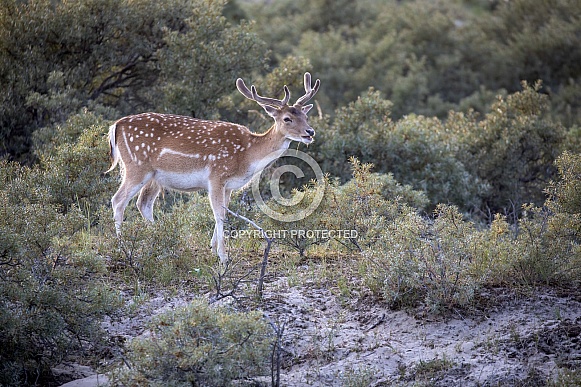 Fallow deer (Dama dama)