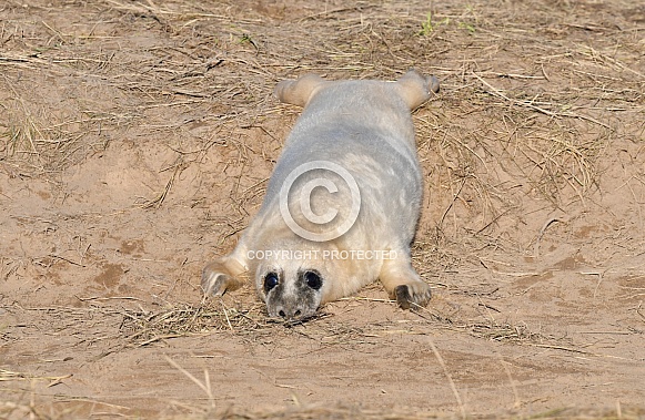 Grey Seal Pup Grey Seal Pup