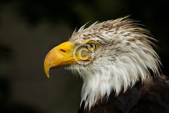 Bald eagle Bald eagle