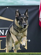 German Shepard