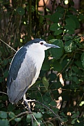 black crowned heron