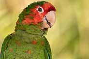 Mitred Conure Close Up Face Shot