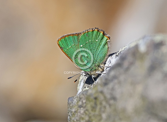 Green Hairstreak