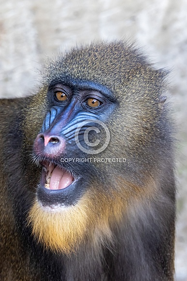 Mandrill (Mandrillus sphinx) Mandrill (Mandrillus sphinx)