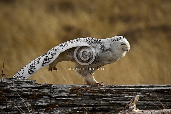 Snowy Owl--The Stretch