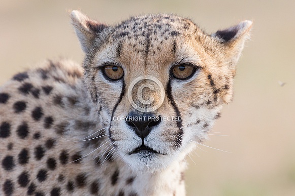 Cheetah