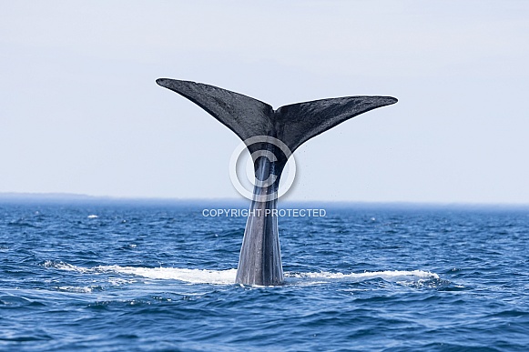 Humpback Tail