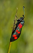 Locust butterfly