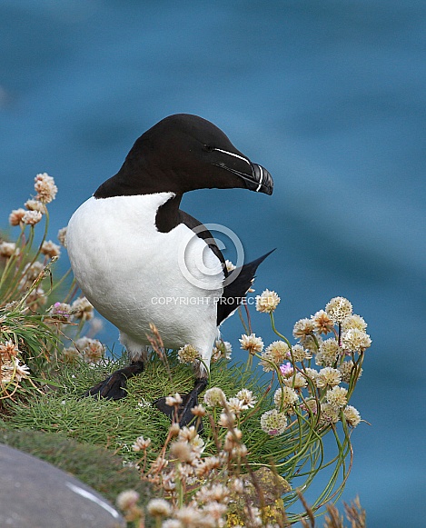 Razorbill Razorbill
