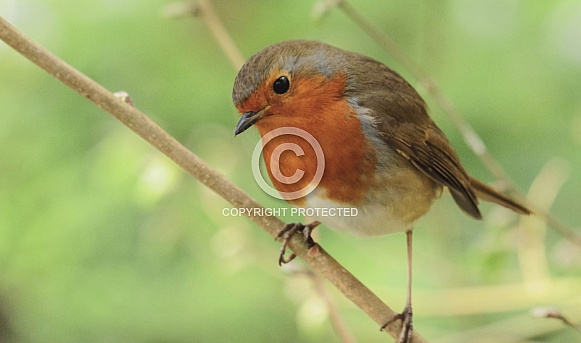 Robin Robin