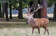 Red deer