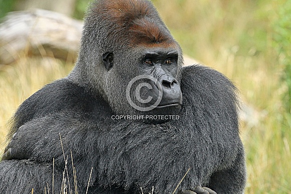 Western lowland Gorilla