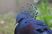 Victoria crowned Pigeon