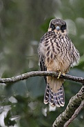 The Eurasian hobby (Falco subbuteo)