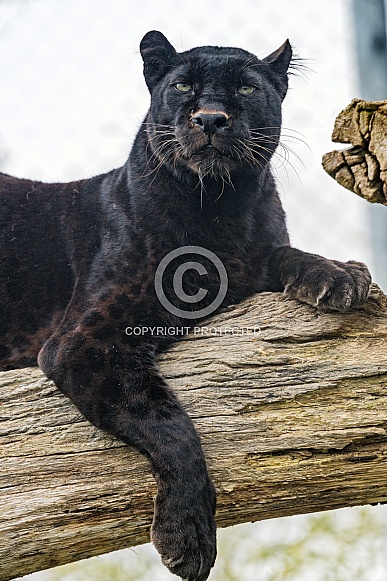 Black Leopard Black Leopard