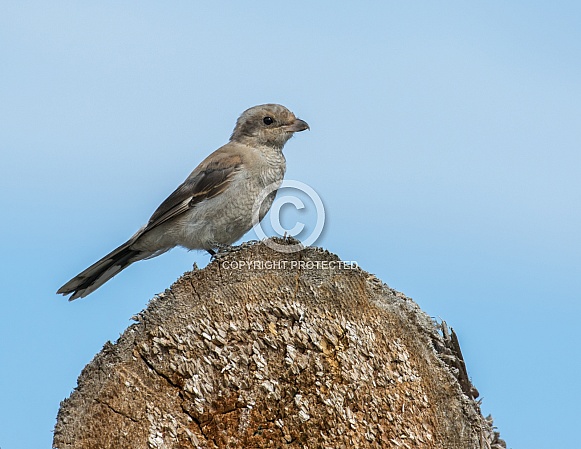 Northern Shrike Perching on a Log Northern Shrike Perching on a Log