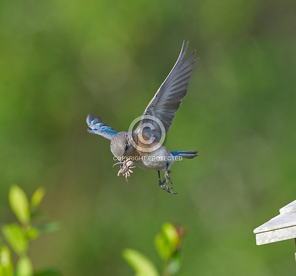 Female eastern bluebird - sialia sialis - flying with Carolina wolf spider - Hogna carolinensis in its beak