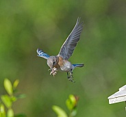 Female eastern bluebird - sialia sialis - flying with Carolina wolf spider - Hogna carolinensis in its beak