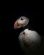 Puffin