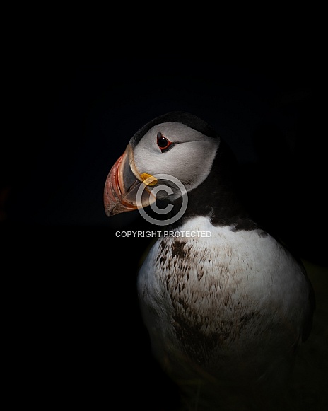 Puffin