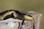 Blue tongue lizard.