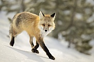 Red Fox