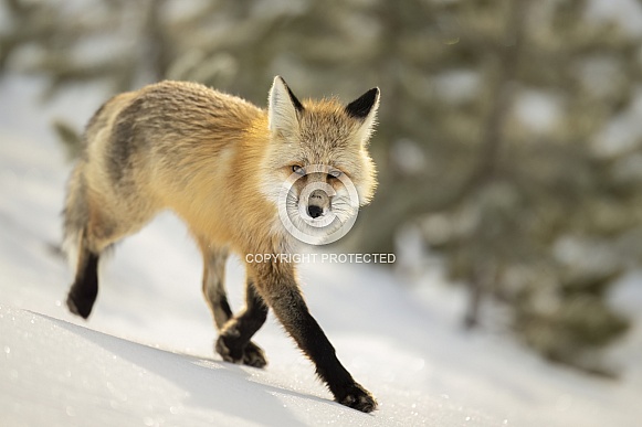 Red Fox