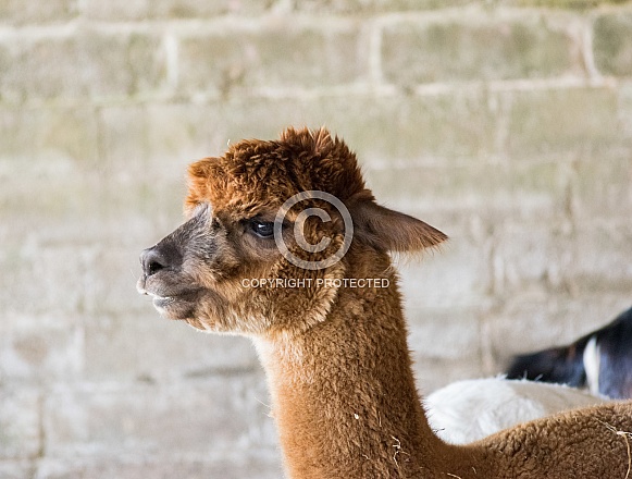 Huacaya Alpaca