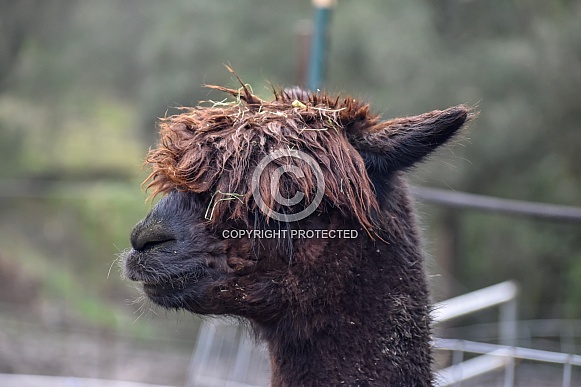 Alpaca (Vicugna pacos) Alpaca (Vicugna pacos)