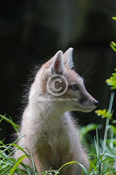 Corsac Fox