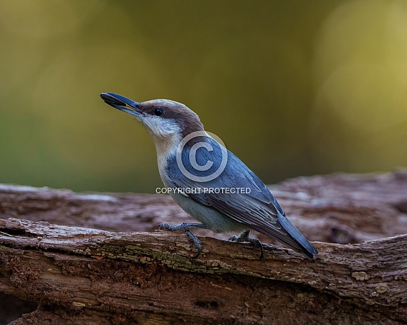 Brown-headed Nuthatch