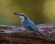 Brown-headed Nuthatch